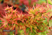 - Acer palmatum 'Kuro hime' Princess Japanese Maple - Mr Maple │ Buy Japanese Maple Trees