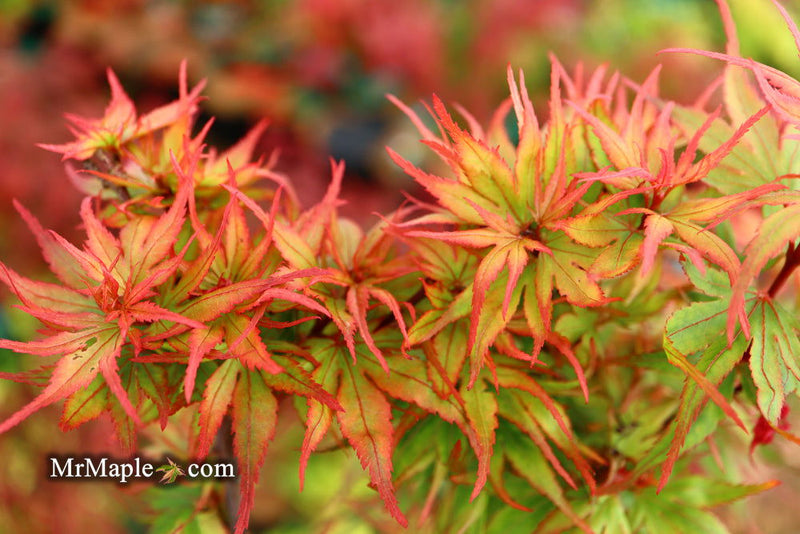 - Acer palmatum 'Kuro hime' Princess Japanese Maple - Mr Maple │ Buy Japanese Maple Trees