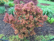 - Acer palmatum 'Kuro hime' Princess Japanese Maple - Mr Maple │ Buy Japanese Maple Trees