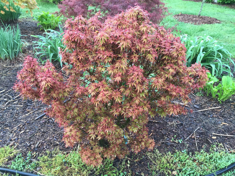 - Acer palmatum 'Kuro hime' Princess Japanese Maple - Mr Maple │ Buy Japanese Maple Trees