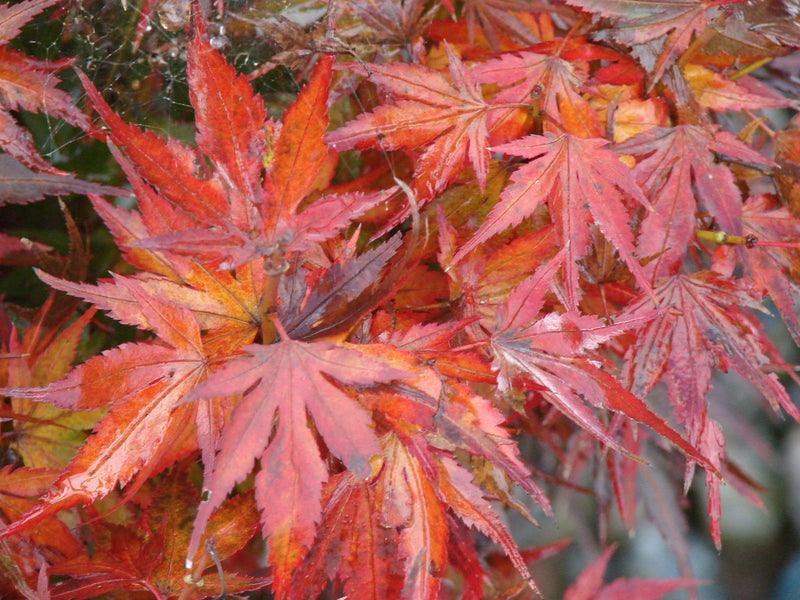 - Acer palmatum 'Kuro hime' Princess Japanese Maple - Mr Maple │ Buy Japanese Maple Trees
