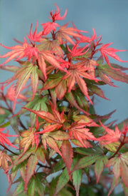 - Acer palmatum 'Kuro hime' Princess Japanese Maple - Mr Maple │ Buy Japanese Maple Trees