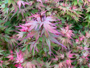 - Acer palmatum 'Kuro hime' Princess Japanese Maple - Mr Maple │ Buy Japanese Maple Trees