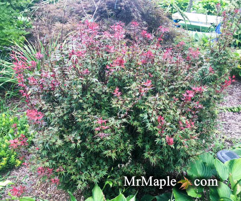 - Acer palmatum 'Kuro hime' Princess Japanese Maple - Mr Maple │ Buy Japanese Maple Trees