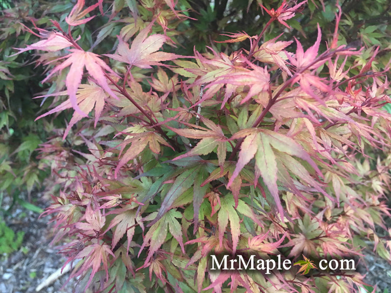 - Acer palmatum 'Kuro hime' Princess Japanese Maple - Mr Maple │ Buy Japanese Maple Trees