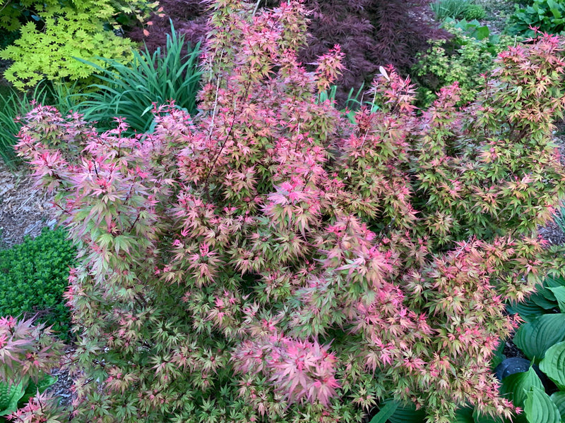 - Acer palmatum 'Kuro hime' Princess Japanese Maple - Mr Maple │ Buy Japanese Maple Trees