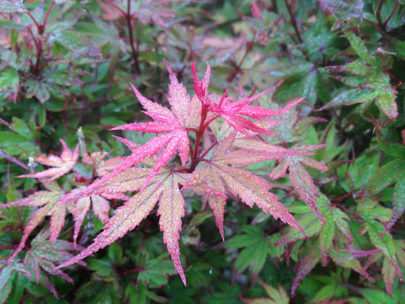 - Acer palmatum 'Kuro hime' Princess Japanese Maple - Mr Maple │ Buy Japanese Maple Trees