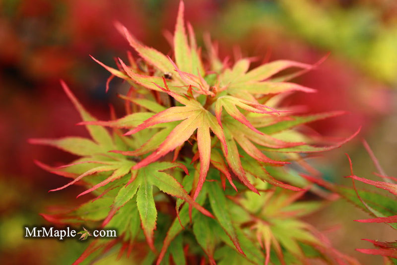 - Acer palmatum 'Kuro hime' Princess Japanese Maple - Mr Maple │ Buy Japanese Maple Trees