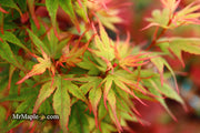 - Acer palmatum 'Kuro hime' Princess Japanese Maple - Mr Maple │ Buy Japanese Maple Trees