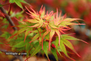 - Acer palmatum 'Kuro hime' Princess Japanese Maple - Mr Maple │ Buy Japanese Maple Trees