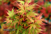- Acer palmatum 'Kuro hime' Princess Japanese Maple - Mr Maple │ Buy Japanese Maple Trees