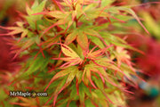 - Acer palmatum 'Kuro hime' Princess Japanese Maple - Mr Maple │ Buy Japanese Maple Trees