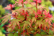 - Acer palmatum 'Kuro hime' Princess Japanese Maple - Mr Maple │ Buy Japanese Maple Trees