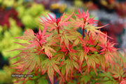 - Acer palmatum 'Kuro hime' Princess Japanese Maple - Mr Maple │ Buy Japanese Maple Trees