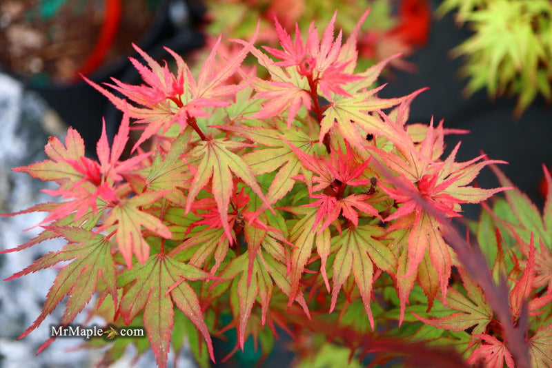 - Acer palmatum 'Kuro hime' Princess Japanese Maple - Mr Maple │ Buy Japanese Maple Trees