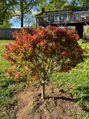 - Acer palmatum 'Kuro hime' Princess Japanese Maple - Mr Maple │ Buy Japanese Maple Trees