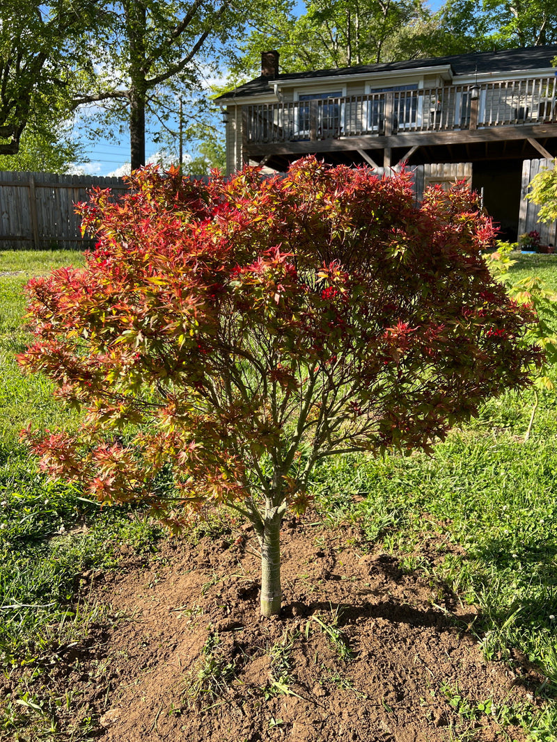 - Acer palmatum 'Kuro hime' Princess Japanese Maple - Mr Maple │ Buy Japanese Maple Trees