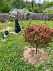 - Acer palmatum 'Kuro hime' Princess Japanese Maple - Mr Maple │ Buy Japanese Maple Trees