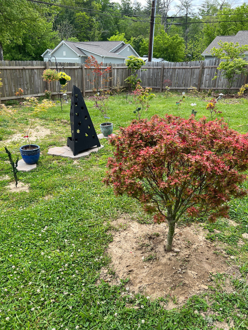 - Acer palmatum 'Kuro hime' Princess Japanese Maple - Mr Maple │ Buy Japanese Maple Trees