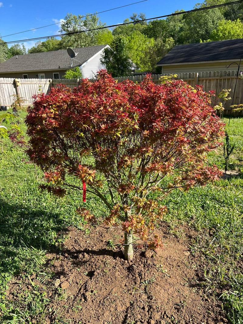- Acer palmatum 'Kuro hime' Princess Japanese Maple - Mr Maple │ Buy Japanese Maple Trees