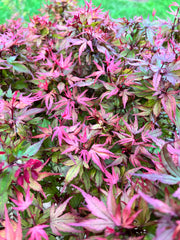 - Acer palmatum 'Kuro hime' Princess Japanese Maple - Mr Maple │ Buy Japanese Maple Trees