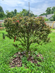 - Acer palmatum 'Kuro hime' Princess Japanese Maple - Mr Maple │ Buy Japanese Maple Trees