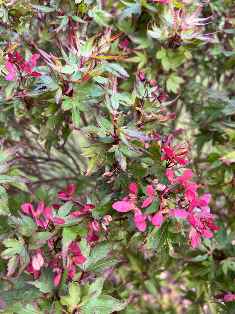 - Acer palmatum 'Kuro hime' Princess Japanese Maple - Mr Maple │ Buy Japanese Maple Trees