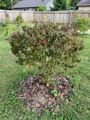 - Acer palmatum 'Kuro hime' Princess Japanese Maple - Mr Maple │ Buy Japanese Maple Trees