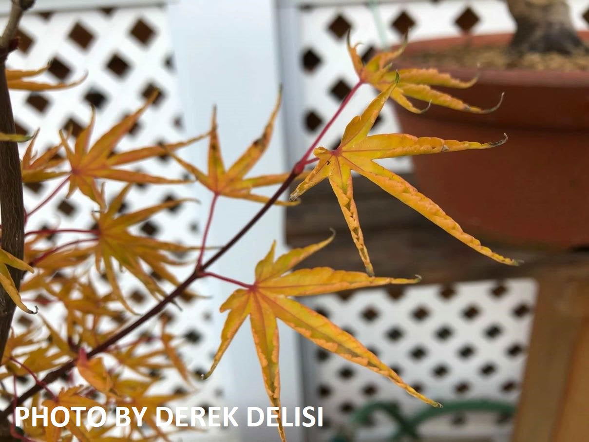 Buy Acer palmatum 'Kurui jishi' Crazy Lion Japanese Maple — Mr