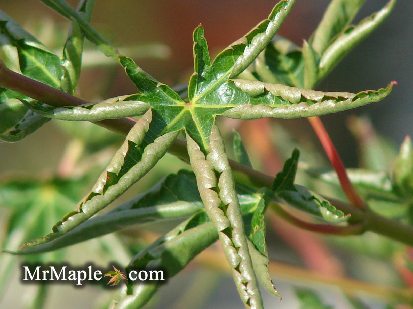 Buy Acer palmatum 'Kurui jishi' Crazy Lion Japanese Maple — Mr