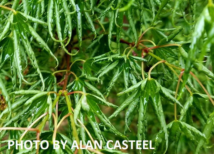 - Acer palmatum 'Kurui jishi' Crazy Lion Japanese Maple - Mr Maple │ Buy Japanese Maple Trees