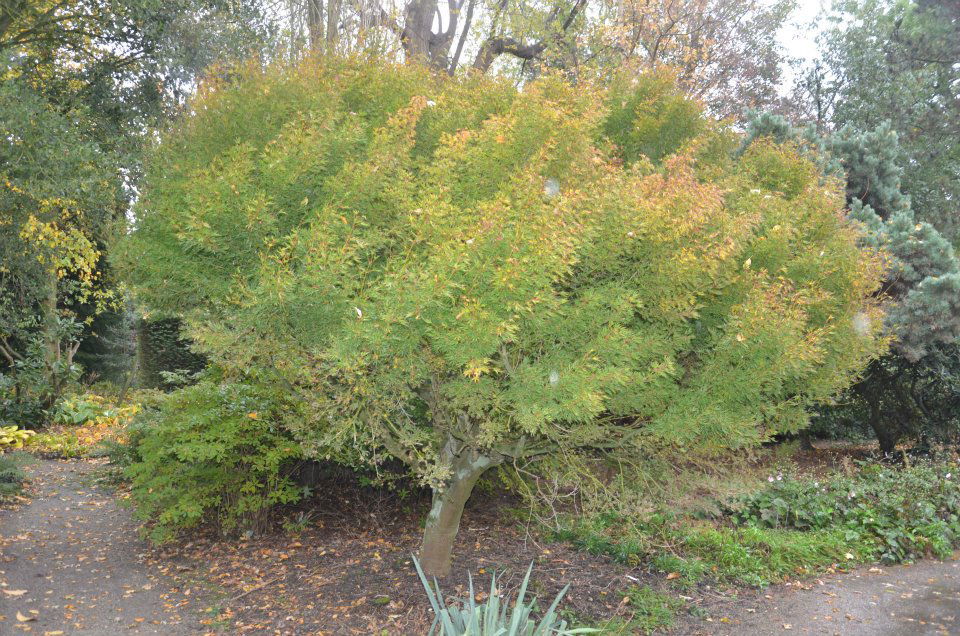 Buy Acer palmatum 'Kurui jishi' Crazy Lion Japanese Maple — Mr