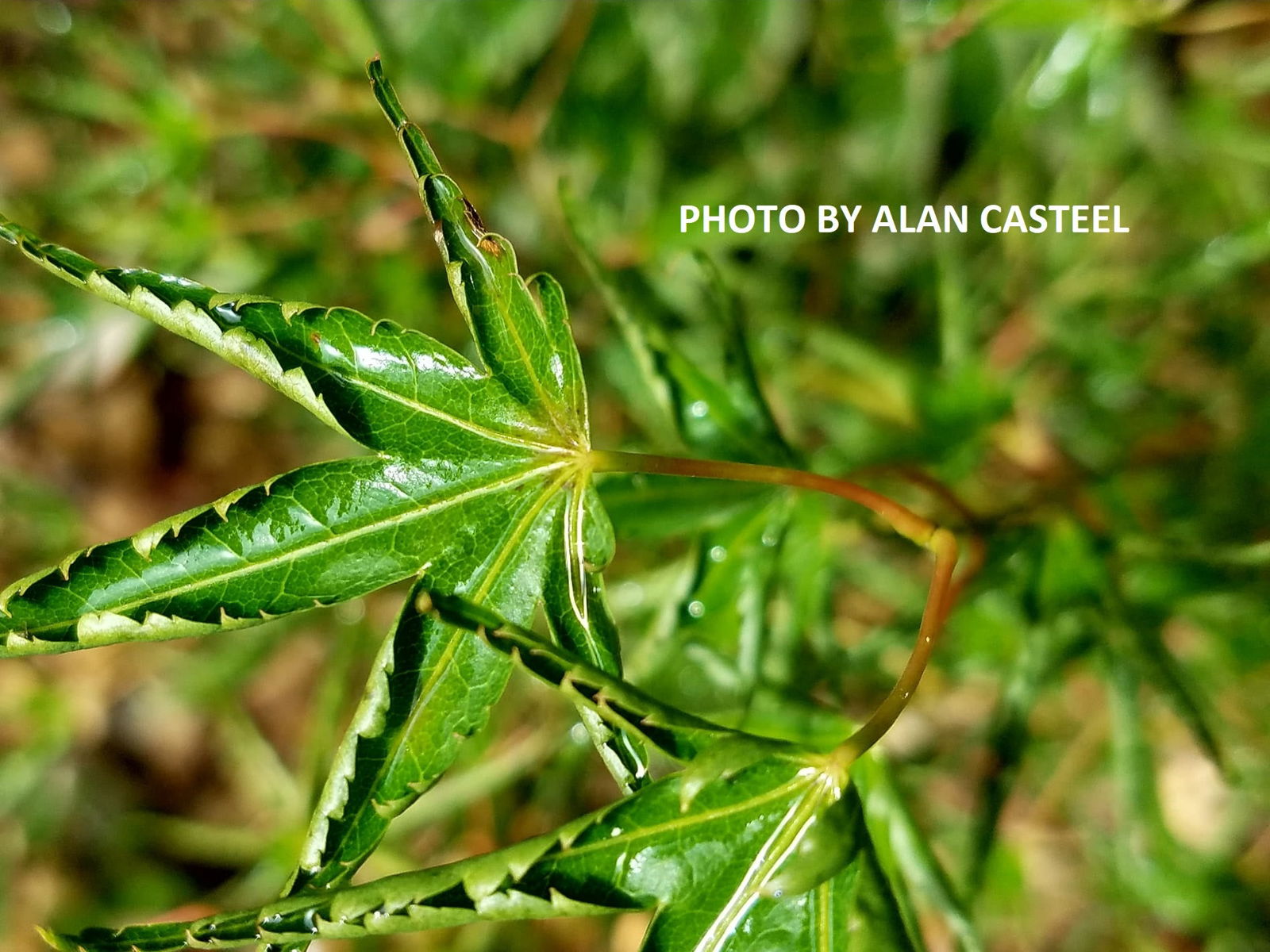 Buy Acer palmatum 'Kurui jishi' Crazy Lion Japanese Maple — Mr