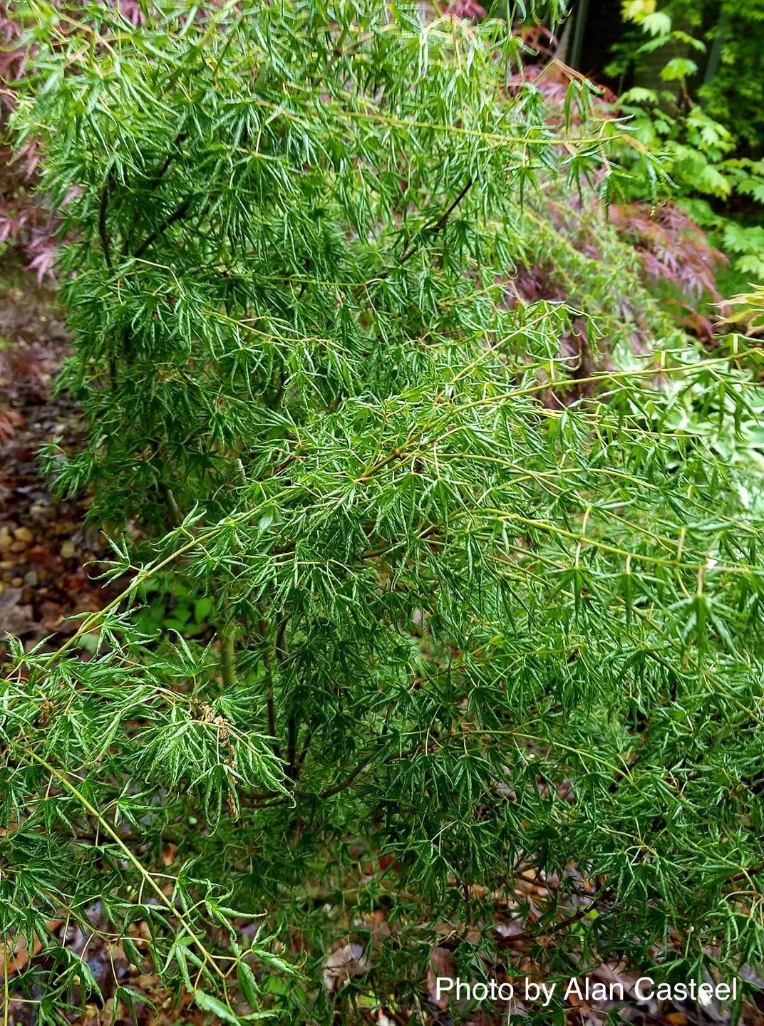 Buy Acer palmatum 'Kurui jishi' Crazy Lion Japanese Maple