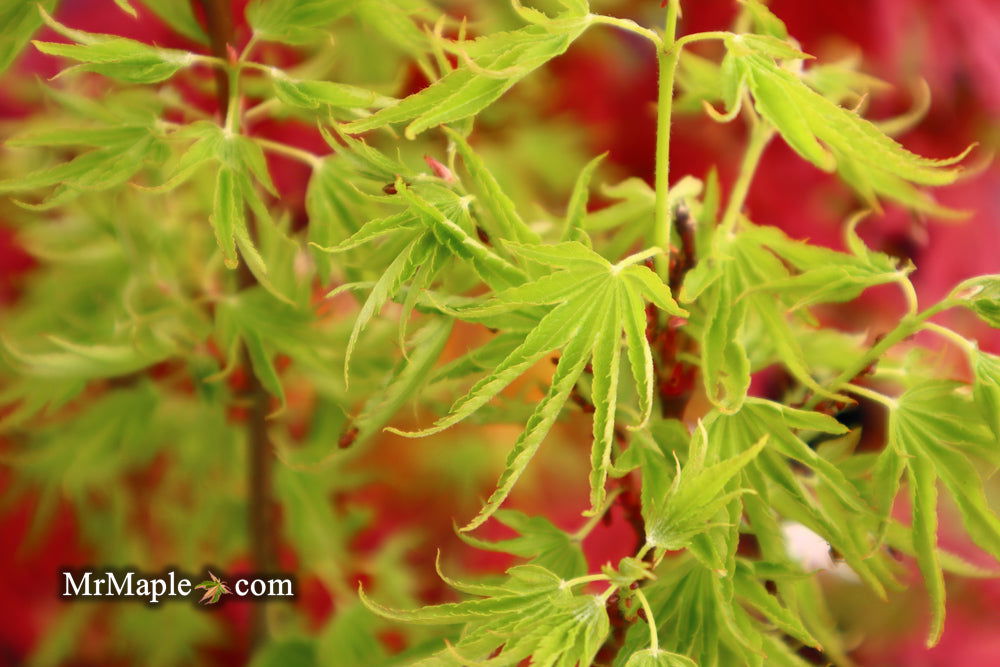 Buy Acer palmatum 'Kurui jishi' Crazy Lion Japanese Maple — Mr