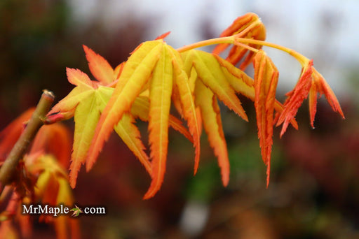 '- Acer palmatum 'La Diabla' Japanese Maple - Mr Maple │ Buy Japanese Maple Trees