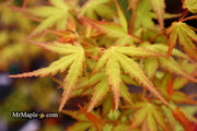 - Acer palmatum 'La Diabla' Japanese Maple - Mr Maple │ Buy Japanese Maple Trees