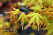 - Acer palmatum 'La Diabla' Japanese Maple - Mr Maple │ Buy Japanese Maple Trees
