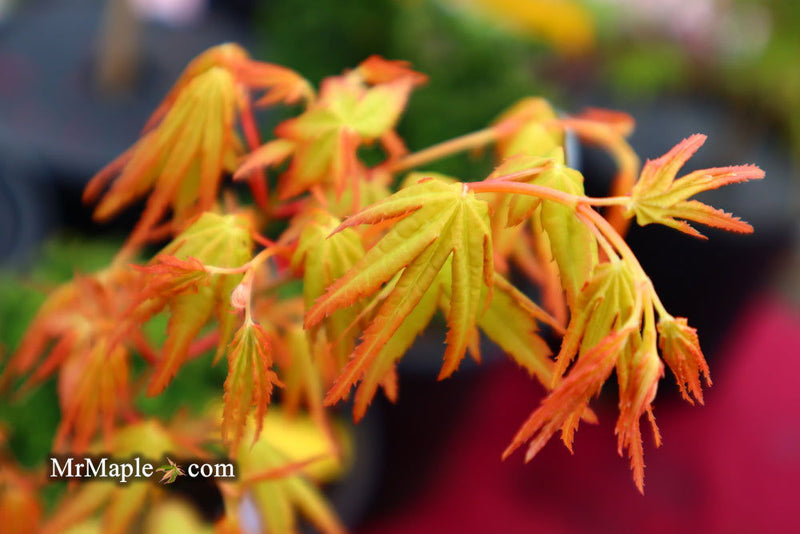 - Acer palmatum 'La Diabla' Japanese Maple - Mr Maple │ Buy Japanese Maple Trees