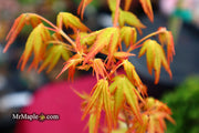 - Acer palmatum 'La Diabla' Japanese Maple - Mr Maple │ Buy Japanese Maple Trees