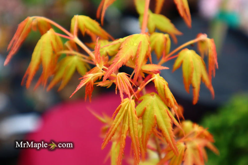- Acer palmatum 'La Diabla' Japanese Maple - Mr Maple │ Buy Japanese Maple Trees