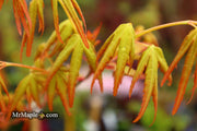 - Acer palmatum 'La Diabla' Japanese Maple - Mr Maple │ Buy Japanese Maple Trees