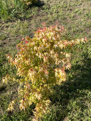 - Acer palmatum 'La Diabla' Japanese Maple - Mr Maple │ Buy Japanese Maple Trees