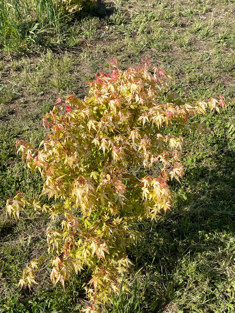 - Acer palmatum 'La Diabla' Japanese Maple - Mr Maple │ Buy Japanese Maple Trees