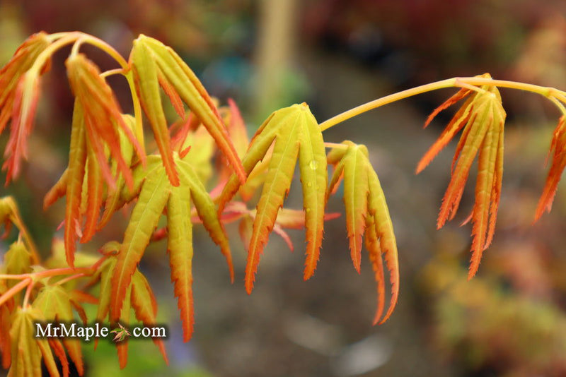 - Acer palmatum 'La Diabla' Japanese Maple - Mr Maple │ Buy Japanese Maple Trees
