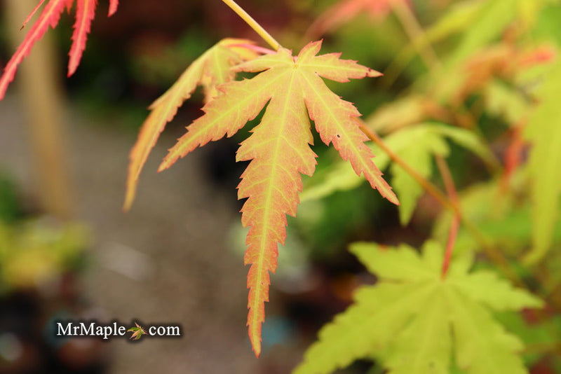 - Acer palmatum 'La Diabla' Japanese Maple - Mr Maple │ Buy Japanese Maple Trees