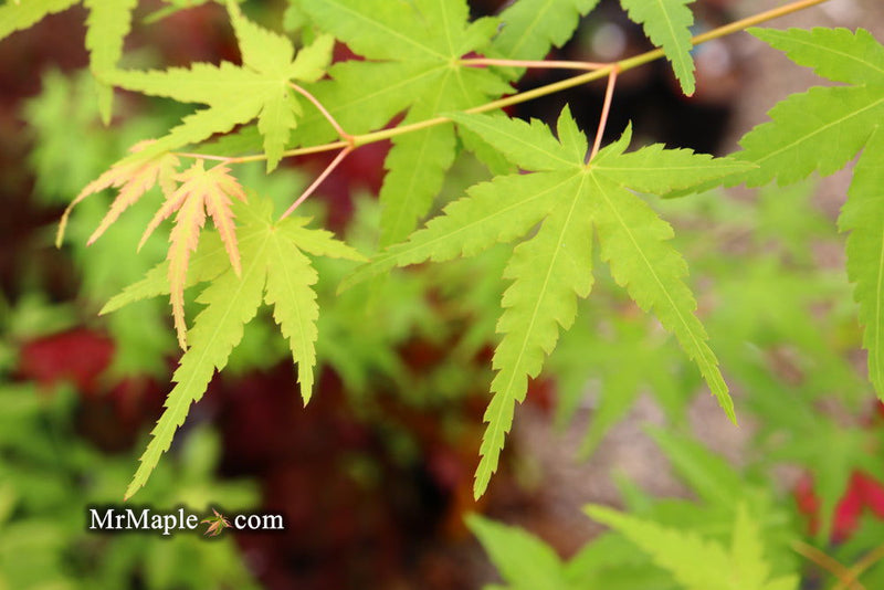 - Acer palmatum 'La Diabla' Japanese Maple - Mr Maple │ Buy Japanese Maple Trees