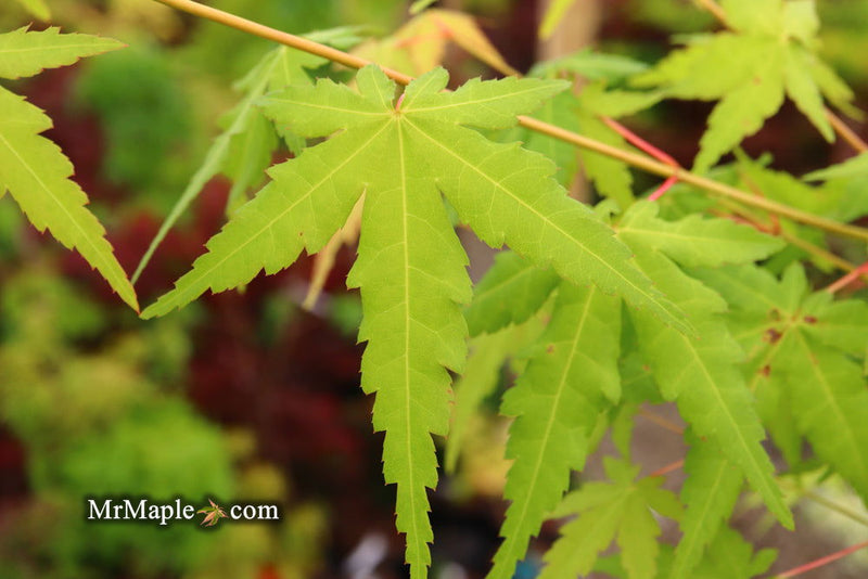 - Acer palmatum 'La Diabla' Japanese Maple - Mr Maple │ Buy Japanese Maple Trees