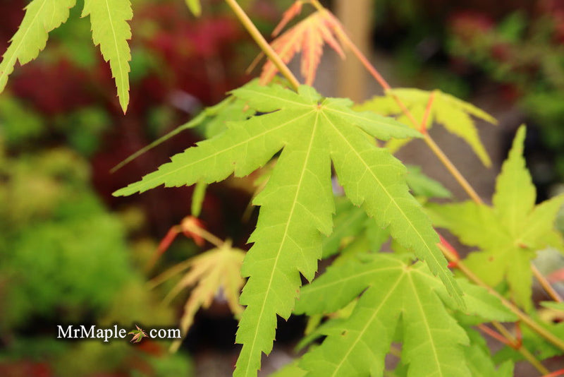 - Acer palmatum 'La Diabla' Japanese Maple - Mr Maple │ Buy Japanese Maple Trees