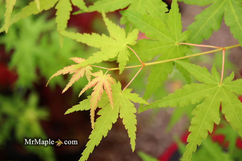- Acer palmatum 'La Diabla' Japanese Maple - Mr Maple │ Buy Japanese Maple Trees